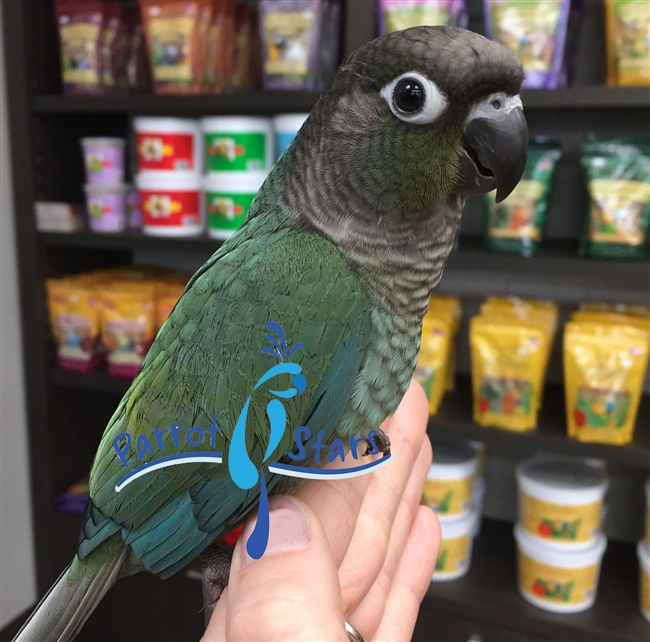 Green Cheek Conure - Double Factor Misty Turquoise