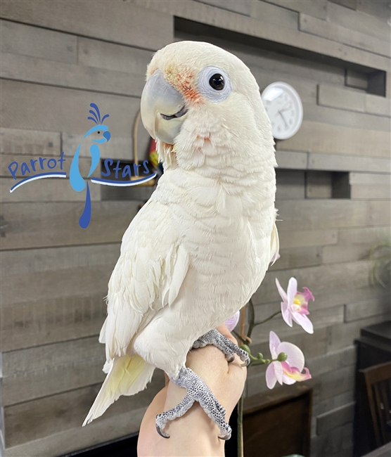 Goffin Cockatoo - Male