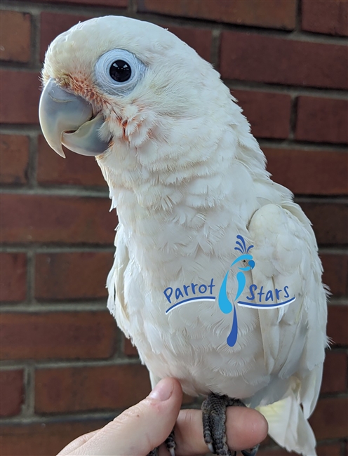 Goffin Cockatoo - Male