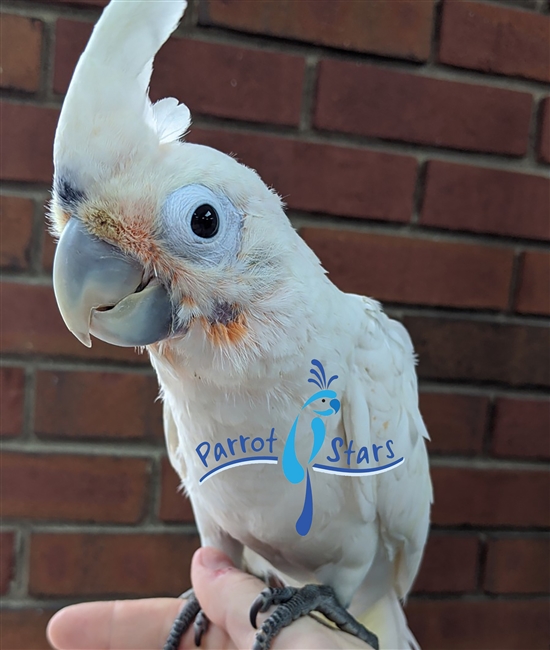 Goffin Cockatoo - Male