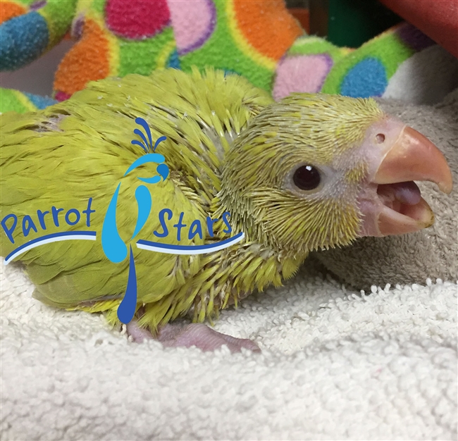 Indian Ringneck Parakeet