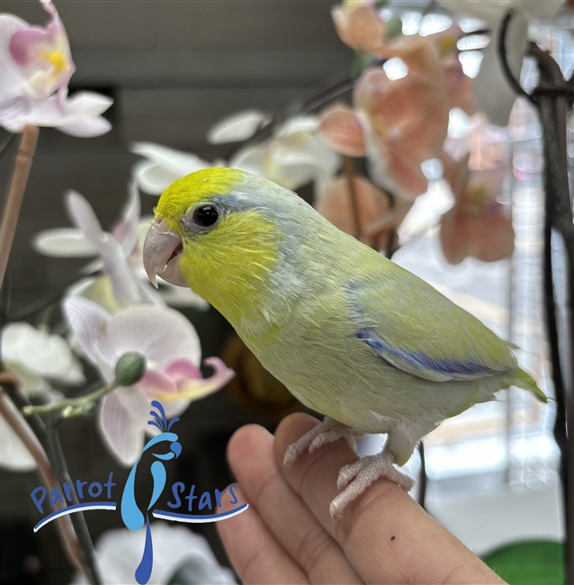 Parrotlet - Dilute Turquoise - Male