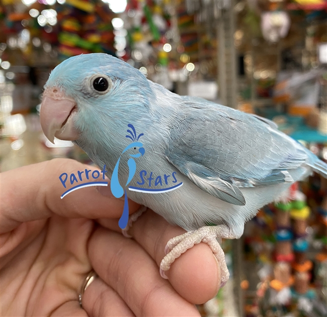 Parrotlet - Blue Pied - Female