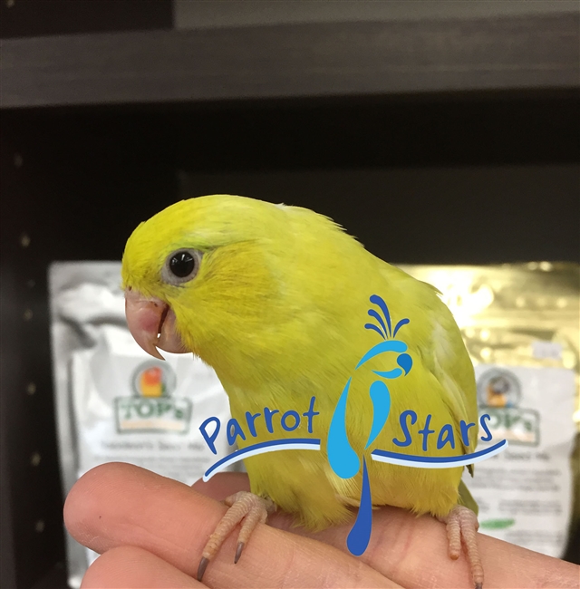 Parrotlet - Yellow - Female ( NB - Black Dot)