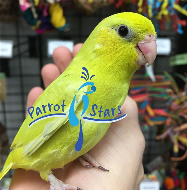 Parrotlet - Yellow - Female (NB - No Dot)