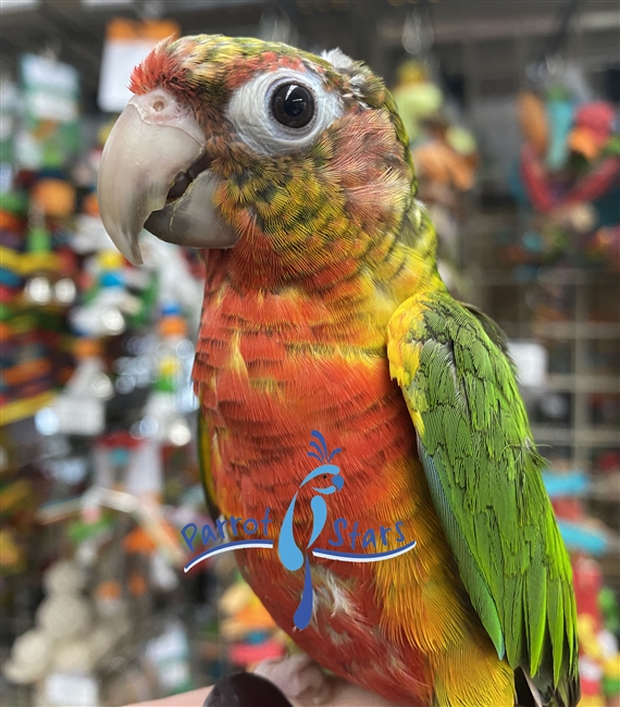 Green Cheek Conure - Red Factor Yellow Side