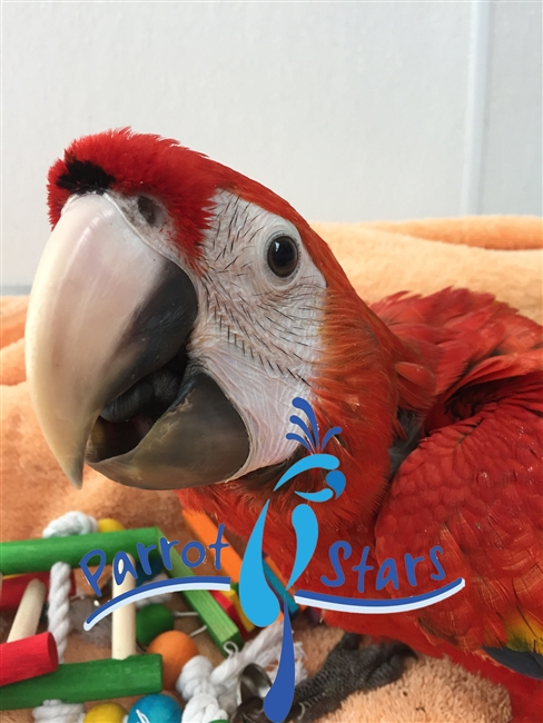 Scarlet Macaw - Female