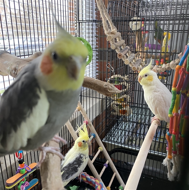 4 Various Cockatiels - Various Colors and Ages