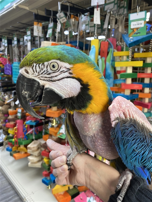 Zoey - Blue and Gold Macaw - Male