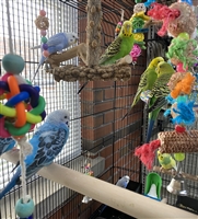 Budgie Parakeets - Various Colors & Sexes
