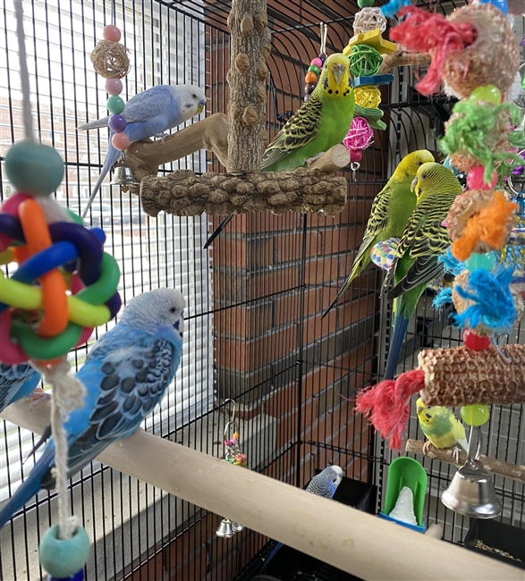 Budgie Parakeets - Various Colors & Sexes