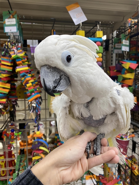 Angel - Umbrella Cockatoo - Male