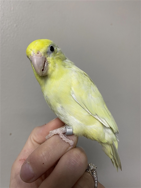 Lime Light - Dilute Parrotlet - Female