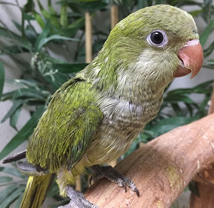 Quaker Parrot - Olive ( No Dot )