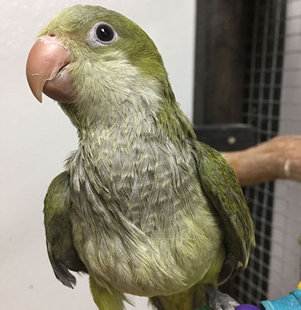 Quaker Parrot - Olive ( Dot )