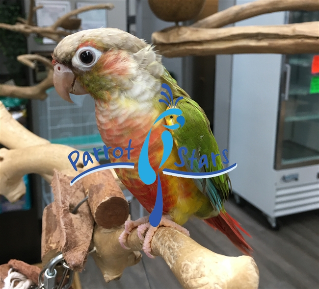 Green Cheek Conure - Pineapple