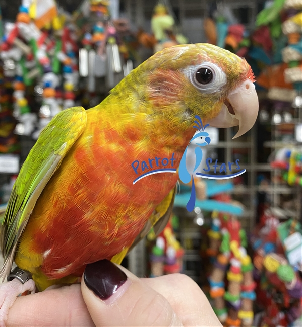 Green Cheek Conure -Red Factor Pineapple