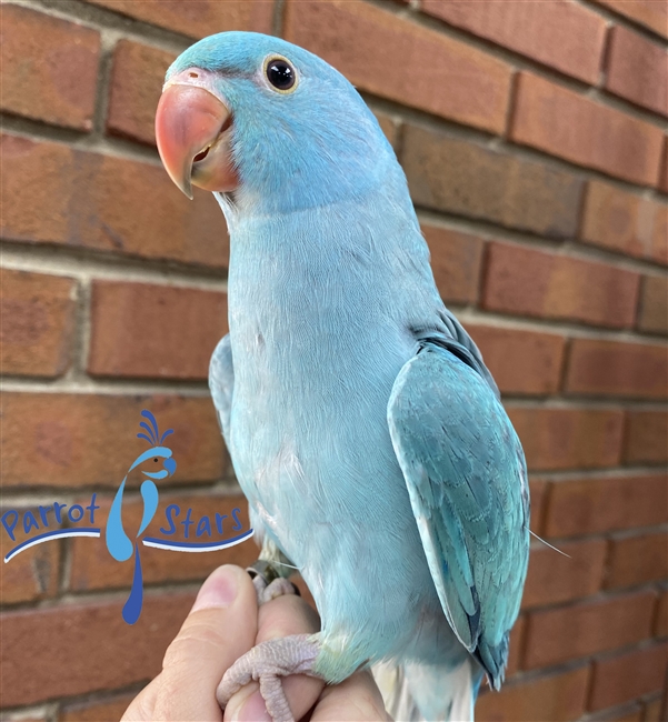 Indian Ringneck Parakeet - Blue - Female