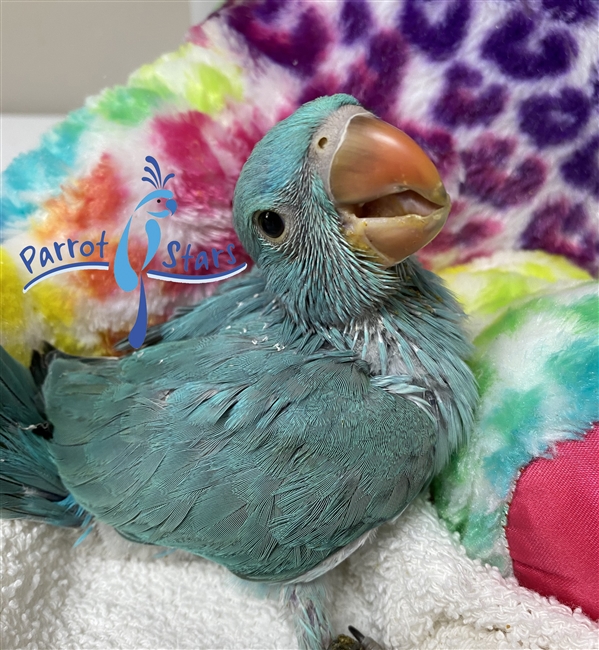 Indian Ringneck Parakeet - Blue - Female