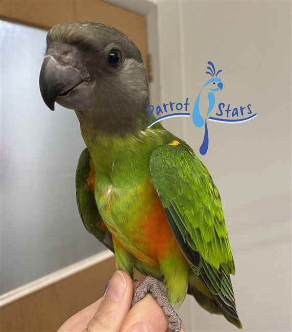 Senegal Parrot -Poicephalus- Male