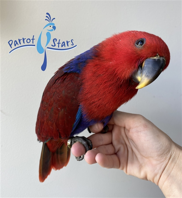 Solomon Island Eclectus - Female