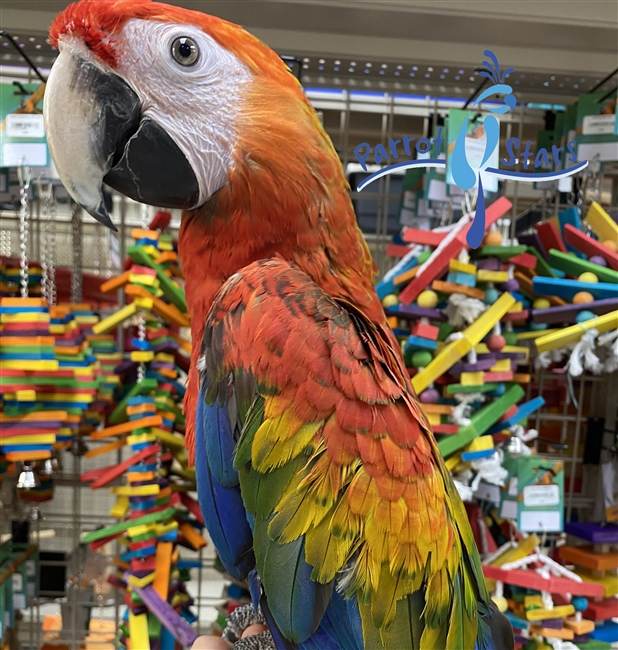 Scarlet - Shamrock Hybrid Macaw - Male
