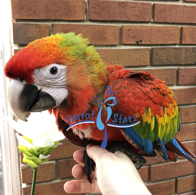 Scarlet - Shamrock Hybrid Macaw - Male