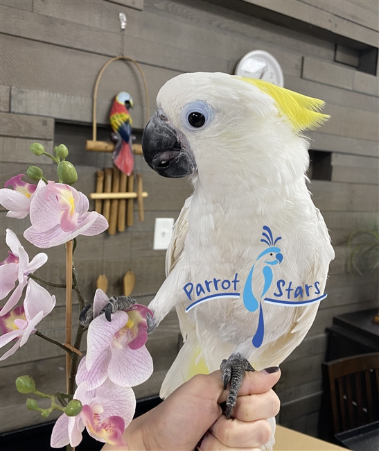 Sun-Brella Cockatoo - Female