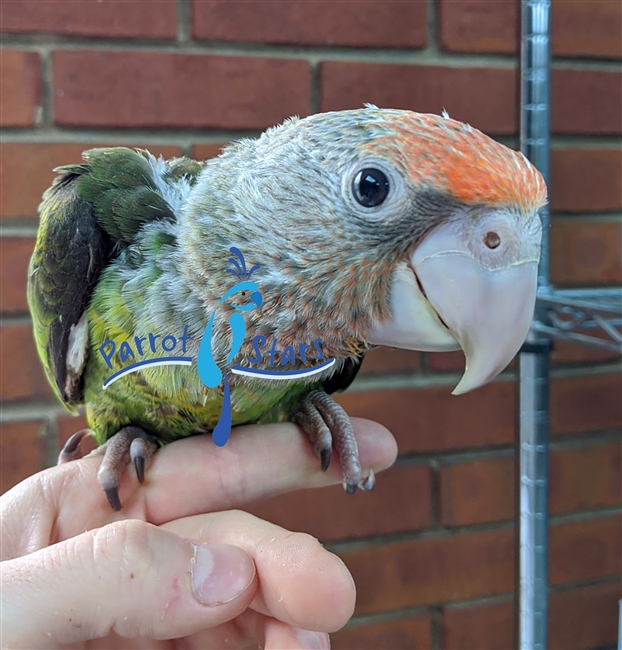 Cape Parrot -Poicephalus- Male