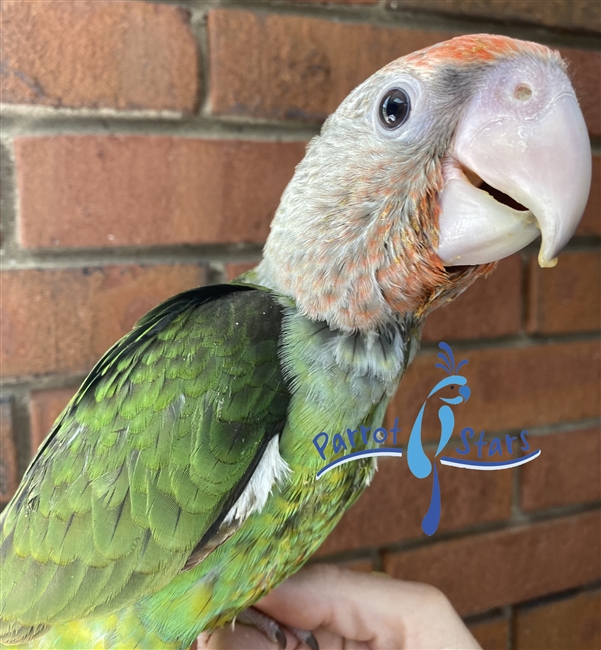 Cape Parrot -Poicephalus- Female