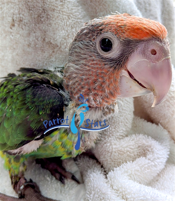 Cape Parrot -Poicephalus- Male