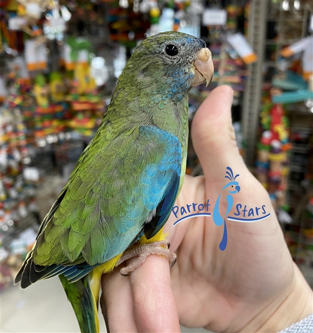 Scarlet Chested Parakeet