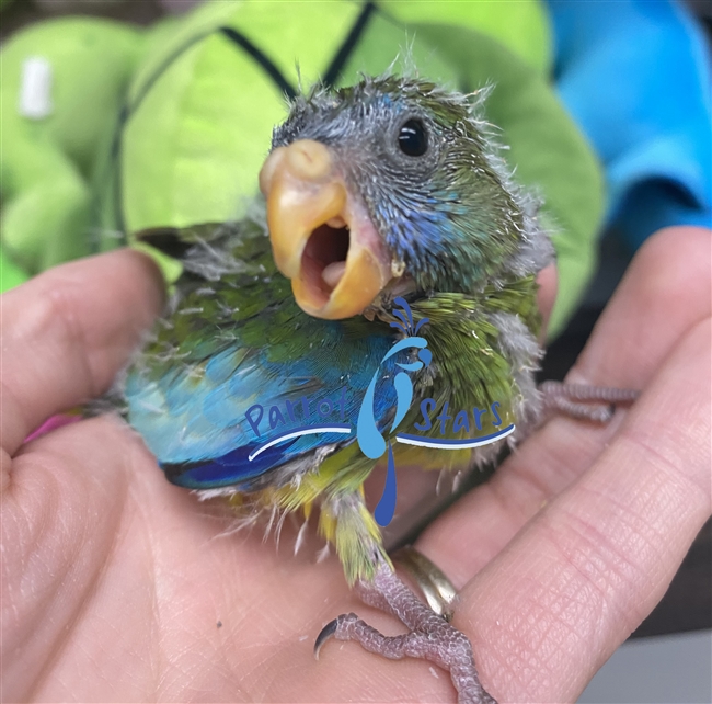 Scarlet Chested Parakeet