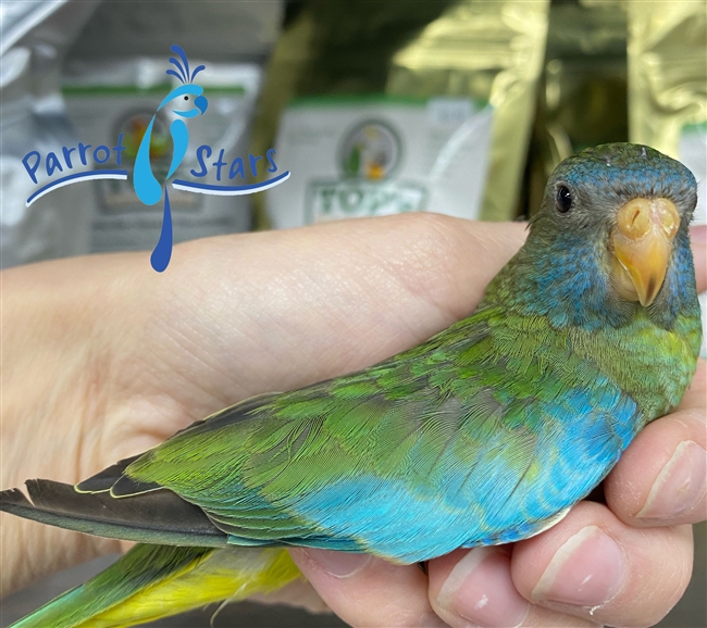 Scarlet Chested Parakeet