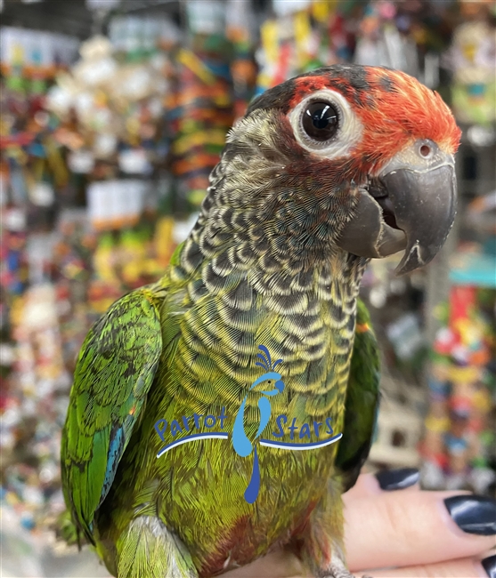Rosiefrons Conure