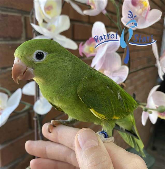 Canary Winged Parakeet - Female