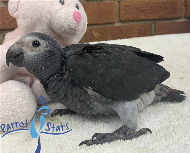 Timneh African Grey - Female