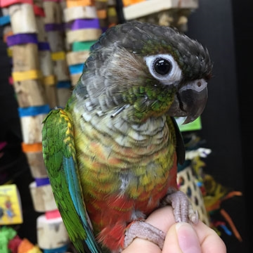 GC Conure - Yellow Sided