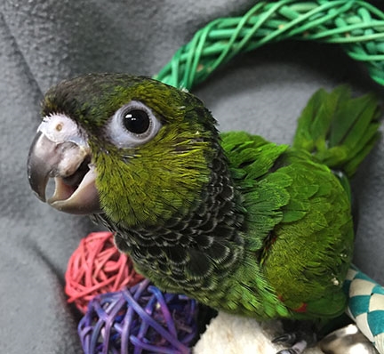 Black Capped Conure