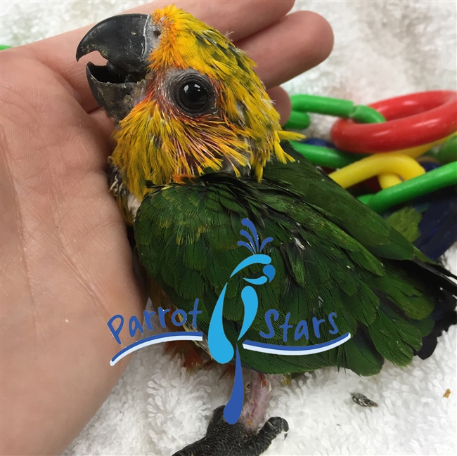 Jenday Conure