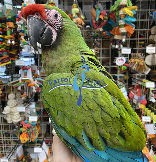 Military Macaw - Male