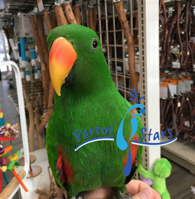 Vosmaeri Eclectus - Male