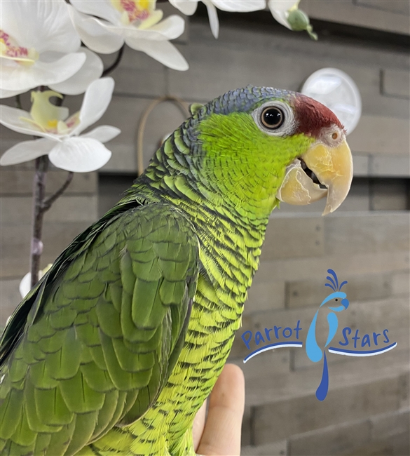 Lilac Crowned Amazon - Parrot Stars