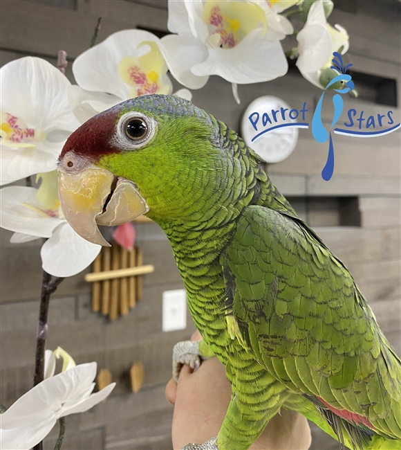 Lilac Crowned Amazon - Parrot Stars