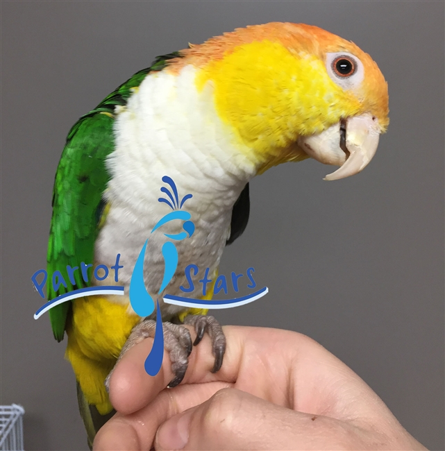 White Bellied Caique - Male