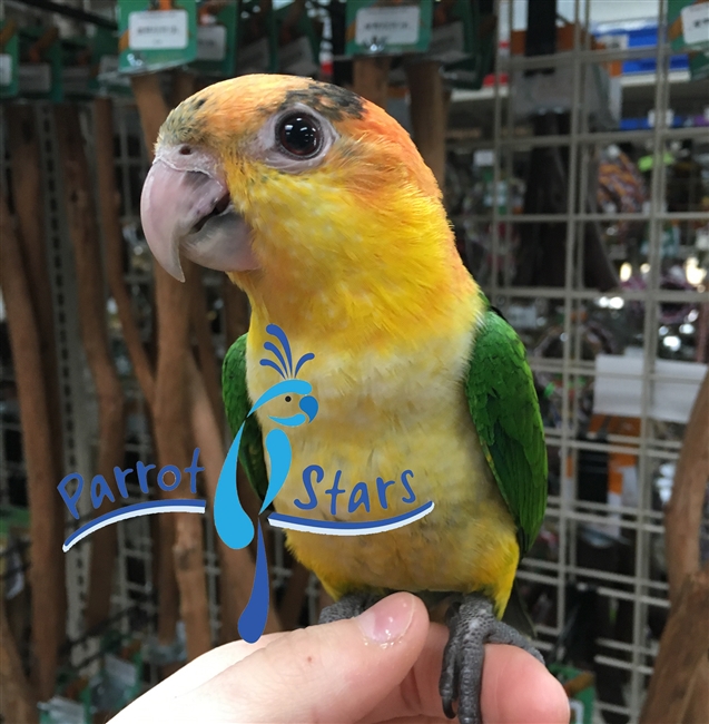 White Bellied Caique - Male