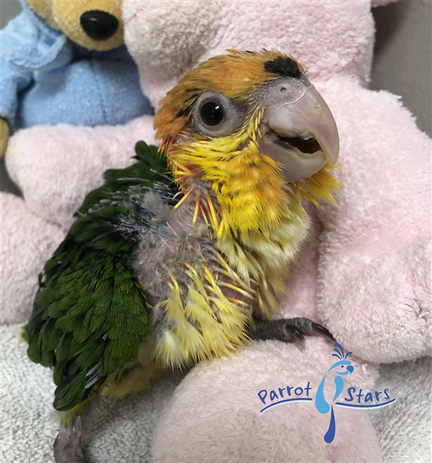 White Bellied Caique - Female