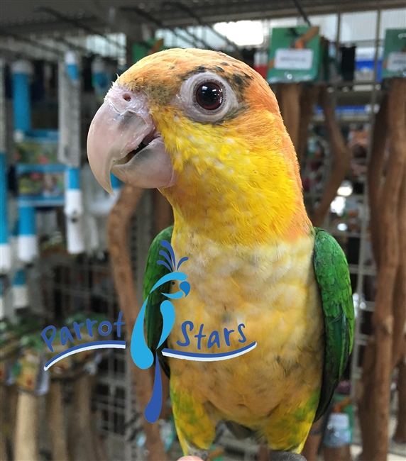 White Bellied Caique - Female