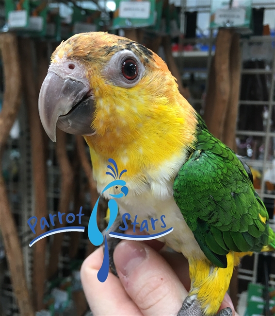 White Bellied Caique - Female