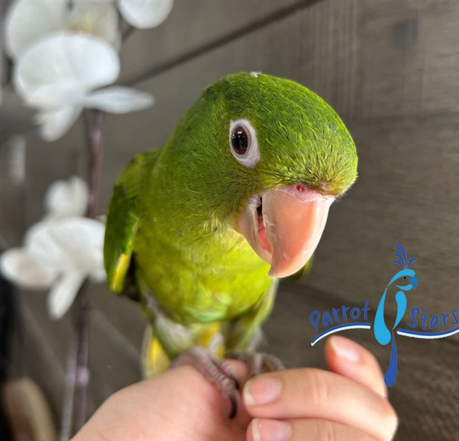 White Eyed Conure - Female